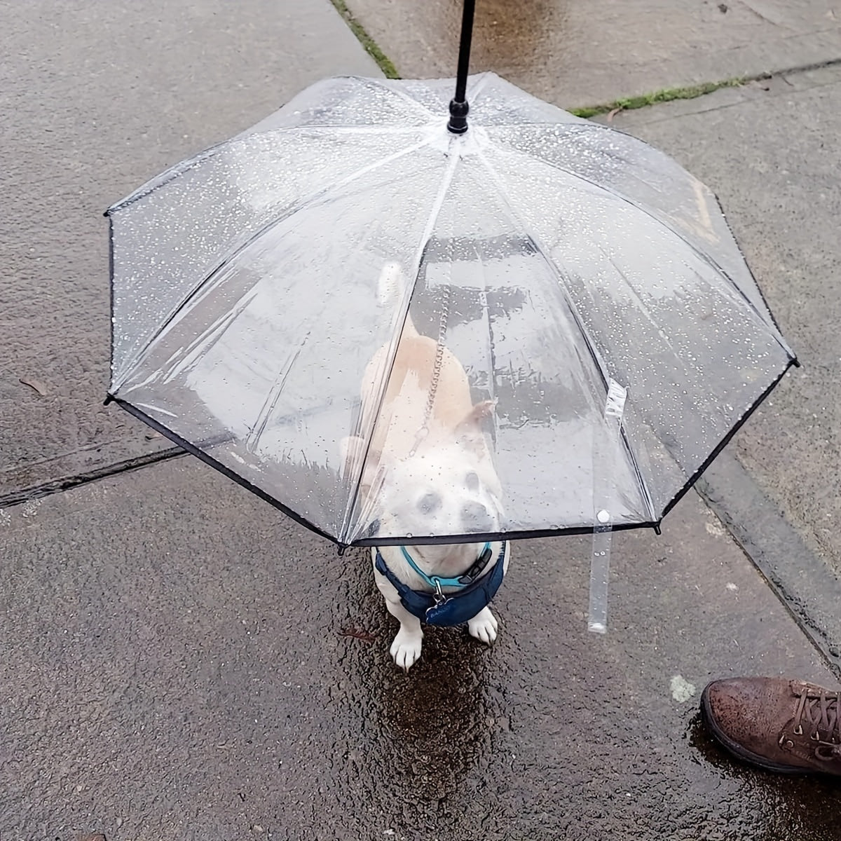 Transparent Dog Umbrella Leash