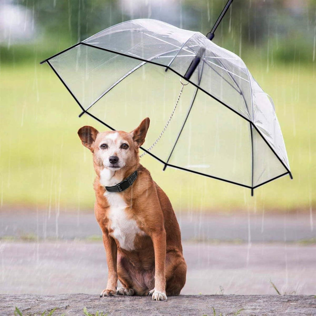 Transparent Dog Umbrella Leash