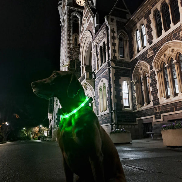 Night Safety LED Pet Collar Pendant