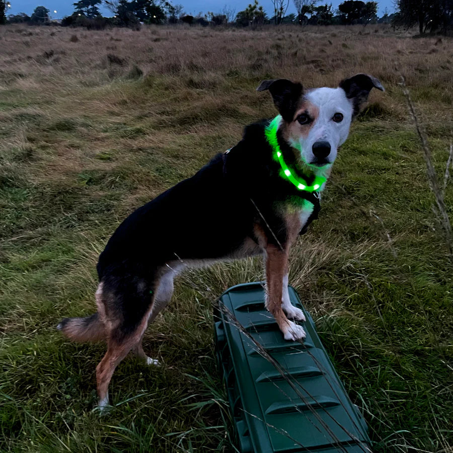 Night Safety LED Pet Collar Pendant