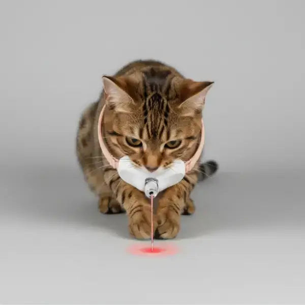 Interactive Laser Cat Collar Toy