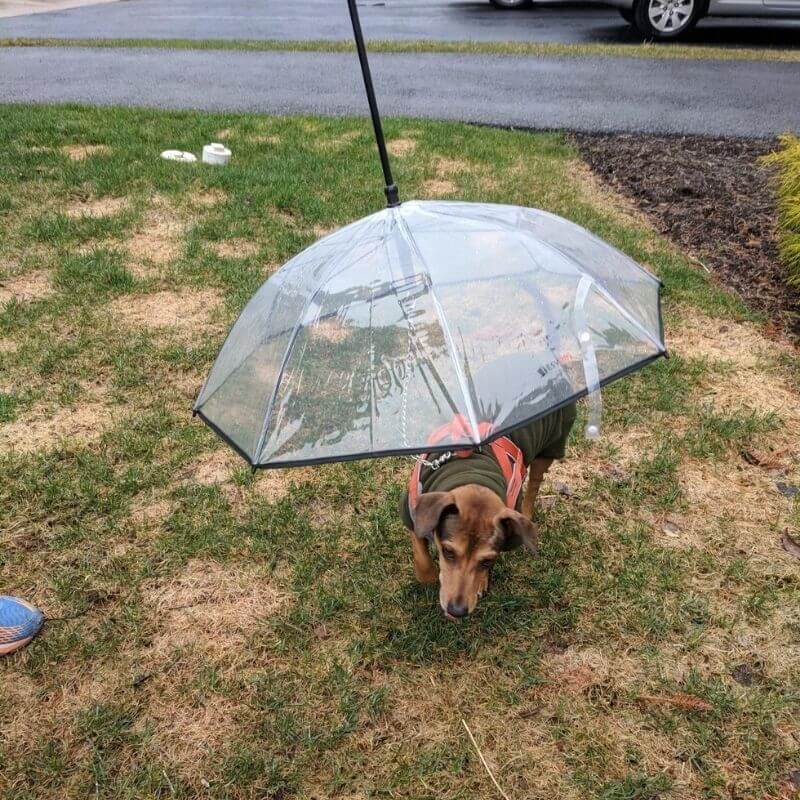 Transparent Dog Umbrella Leash